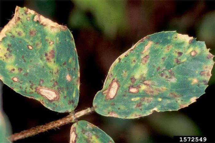بیماری لكه آجری برگ یونجه  (Stemphylium leaf spot)